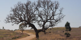 Sculptures in the Scrub