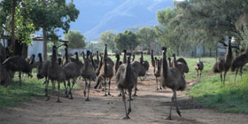 Emu Logic Farm